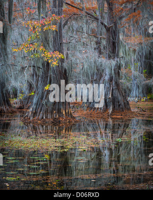 Cyprès dans la couleur de l'automne à Caddo Lake State Park, Texas Banque D'Images