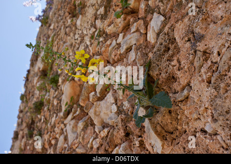 Une espèce endémique de Molène, Verbascum arcturus au monastère catholique, Akrotiri, Crète, Grèce. Banque D'Images