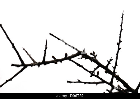 Les brindilles avec silhouette de bourgeons de plantes sans feuilles sur fond blanc. Focus sélectif. Banque D'Images