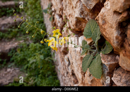 Une espèce endémique de Molène, Verbascum arcturus au monastère catholique, Akrotiri, Crète, Grèce. Banque D'Images