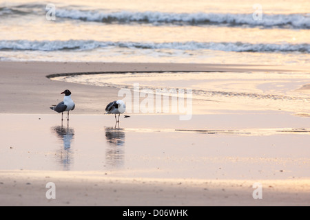 Deux mouettes sur la plage au lever du soleil à Amelia Island, Floride Banque D'Images