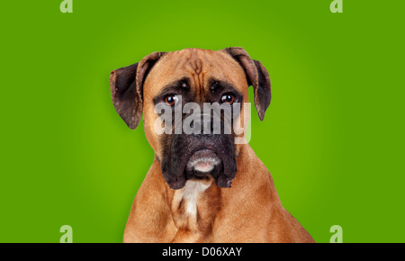 Chien de race boxer isolé sur fond vert Banque D'Images