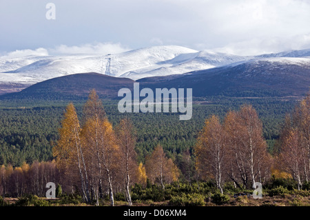 Cairngorm Mountain écossais puissant dans le Parc National de Cairngorms sur une journée ensoleillée d'automne avec des bouleaux devant Banque D'Images