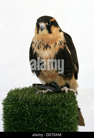 Faucon Aplomado Falco, fémorale, falconidae, Falconiformes. Amériques. Banque D'Images