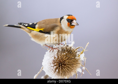 Chardonneret élégant (Carduelis carduelis) perché sur un fullonium cardère (Dipsacus) Banque D'Images