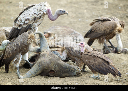 Les vautours et le Parc National de Mikumi carcasse . Le sud de la Tanzanie. Afrique du Sud Banque D'Images