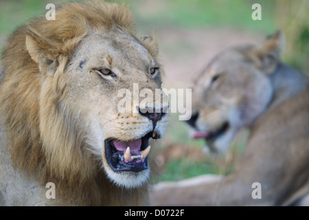 Homme et femme African Lion Panthera leo en jeu Mikumi réserver . Le sud de la Tanzanie. Banque D'Images