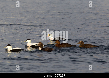 Drake Eider, Varanger, avec la Norvège, l'Eider à duvet (Somateria mollissima) Banque D'Images