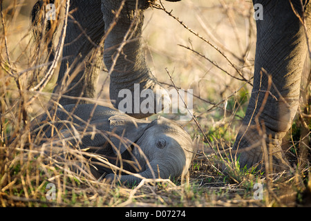 Mère de pas au cours de l'Eléphant d'Afrique Loxodonta africana bébé . Jeu Mikumi réserver . Le sud de la Tanzanie. Afrique du Sud