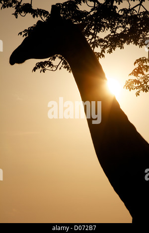 En silhouette girafe Giraffa camelopardalis Mikumi Game Reserve . Le sud de la Tanzanie. Afrique du Sud Banque D'Images