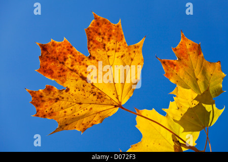 Automne Feuilles sycomore close up against blue sky Banque D'Images