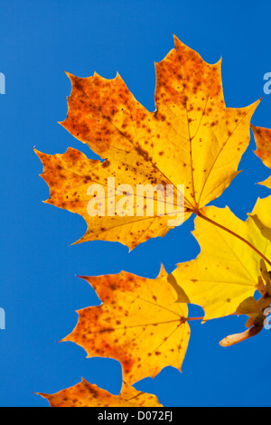 Automne Feuilles sycomore close up against blue sky Banque D'Images