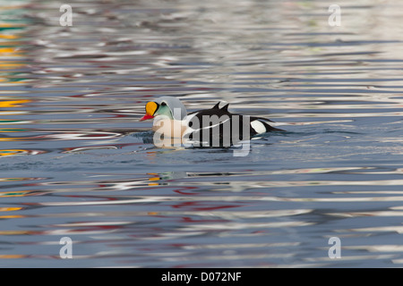 Drake Eider, Varanger, Norvège, Banque D'Images