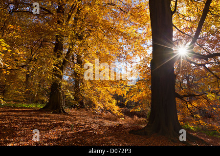Les arbres d'automne dans la région de Clumber Park, Nottingham, Nottinghamshire, Angleterre, Royaume-Uni, l'Union européenne, de l'Europe Banque D'Images