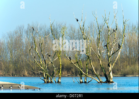 Colonie de grands cormorans noirs dans l'arbre Banque D'Images