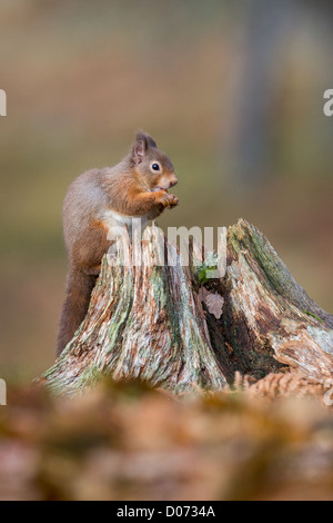 L'Écureuil roux Sciurus vulgaris sitting on tree stump l'alimentation, de l'automne, Ecosse, Royaume-Uni Banque D'Images