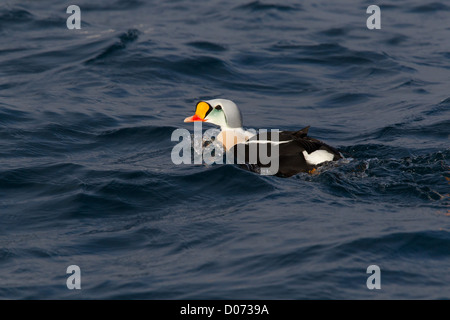 Drake Eider, Varanger, Norvège, Banque D'Images