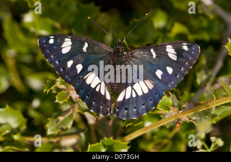 L'amiral blanc du sud, Limenitis reducta, Grèce. Banque D'Images