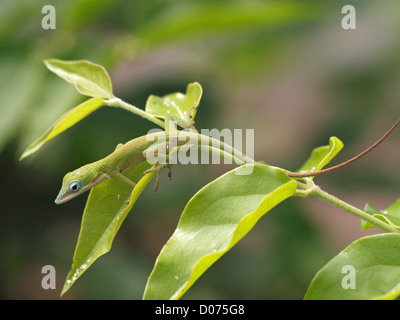 Un petit lézard anole vert juvénile ou Carolina Anole (Anolis carolinensis) se cache parmi les feuilles vertes d'une plante tropicale à Cuba Banque D'Images