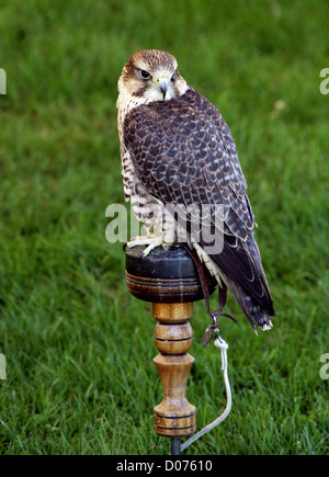 Le faucon Saker Falcon (mâle). Un croisement entre un faucon sacre (Falco cherrug) et d'un Faucon pèlerin (Falco peregrinus). Banque D'Images