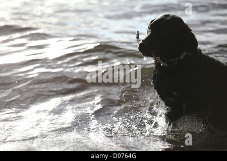 Labrador Retriever à aller chercher un bâton du lac Windermere en automne Banque D'Images