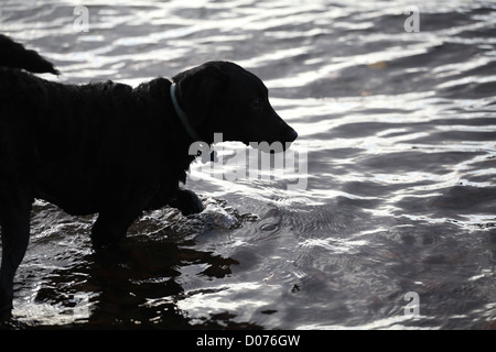 5 mois Labrador Retriever chiot dans le lac Banque D'Images