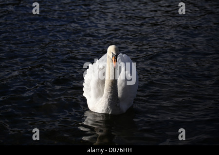 Cygne tuberculé Cygnus olor Lake Windermere Banque D'Images