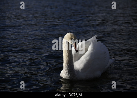 Cygnus olor Cygne muet sur le lac Windermere Banque D'Images