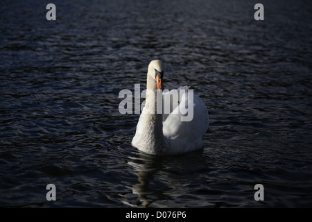 Cygne tuberculé Cygnus olor Banque D'Images