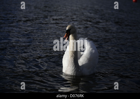 Cygne sur le lac Windermere en colère Banque D'Images