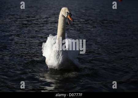 Cygne tuberculé Cygnus olor jusqu'Élevage Banque D'Images