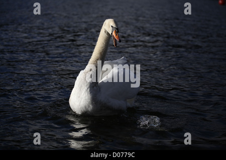 Cygne tuberculé Cygnus olor en colère jusqu'Élevage Banque D'Images