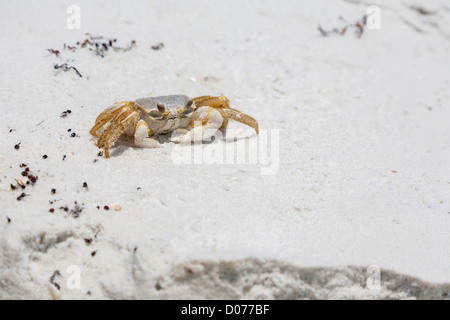 Le crabe fantôme (Ocypode quadrata) sur plage de sable blanc de Santa Rosa Island à Gulf Breeze Banque D'Images