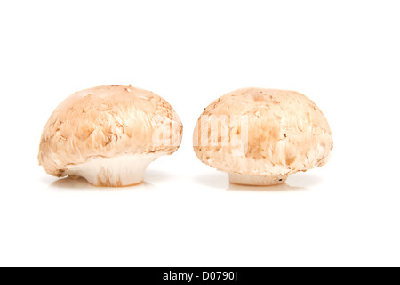 Deux champignons châtaigne fraîche isolé sur fond blanc Banque D'Images