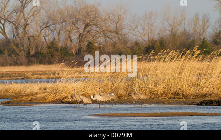 La grue du Canada (Grus canadensis), la rivière Platte, Nebraska Banque D'Images