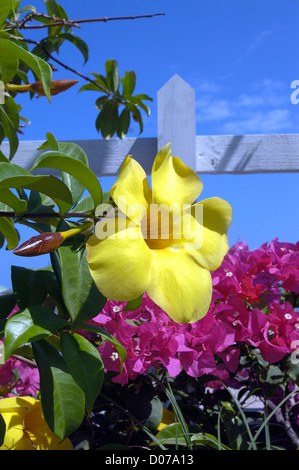 Paysage typique de St Bart d'arbustes fleuris colorés autour de propriétés privées et dans les wilds (vu près de Gustavia), Caraïbes Banque D'Images