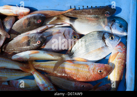 Les poissons fraîchement pêchés dans une boîte en plastique bleu prêtes pour le marché à Paphos Chypre Banque D'Images