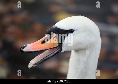 Cygne muet genre cygnus Cygnus olor montrant ses dents Banque D'Images