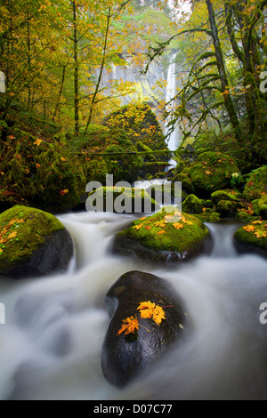 USA, New York, Columbia Gorge. McCord Creek, de l'érable (Acer macrophyllum) feuilles, Elowah Falls. Composite numérique. Banque D'Images