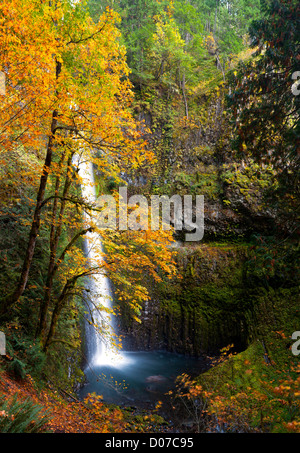 USA (Oregon). A l'érable (Acer macrophyllum) à Tunnel tombe sur Eagle Creek dans la Columbia Gorge. Composite numérique. Banque D'Images