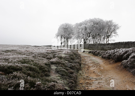 So called "Elephant Trees" in winter Weardale north east England UK Banque D'Images