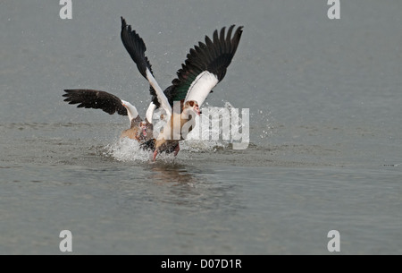 Paire d'OIES égyptiennes, Alopochen aegyptiacus AU SUJET DE S'ÉPANOUIR SUR LA RIVIÈRE ANT. NORFOLK BROADS. Banque D'Images