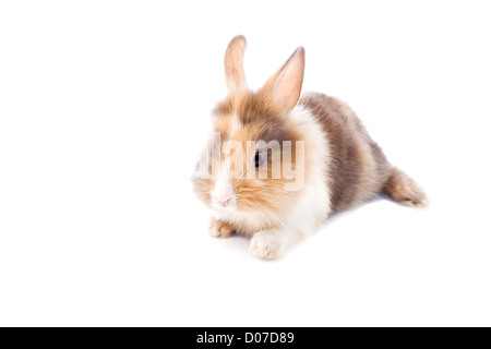 Photo de l'adorable lapin nain à tête de lion sur fond isolé blanc Banque D'Images