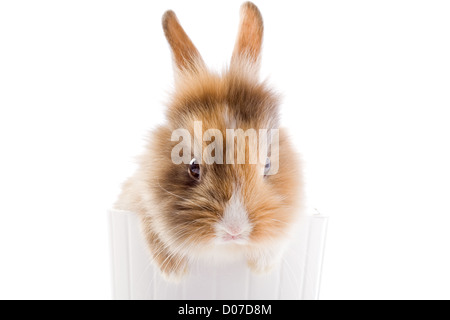 Photo de l'adorable lapin nain à tête de lion sur fond isolé blanc Banque D'Images