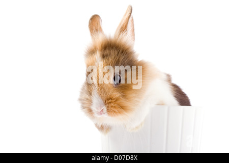 Photo de l'adorable lapin nain à tête de lion sur fond isolé blanc Banque D'Images