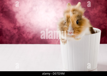 Photo de l'adorable lapin nain à tête de lion sur fond isolé blanc Banque D'Images