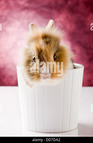 Photo de l'adorable lapin nain à tête de lion sur fond isolé blanc Banque D'Images