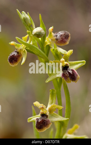 Petite orchidée araignée, Ophrys araneola, Cévennes, France Banque D'Images