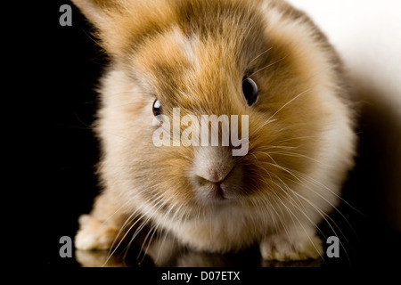 Photo de l'adorable lapin nain à tête de lion sur table en verre noir Banque D'Images