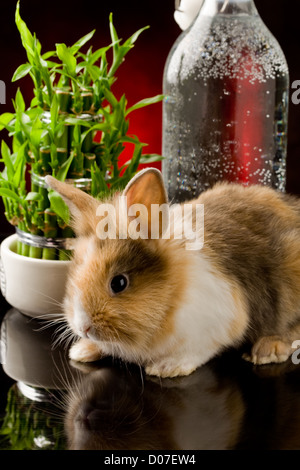 Photo de mignon adorable lapin nain avec les lions head marche sur table en verre noir Banque D'Images